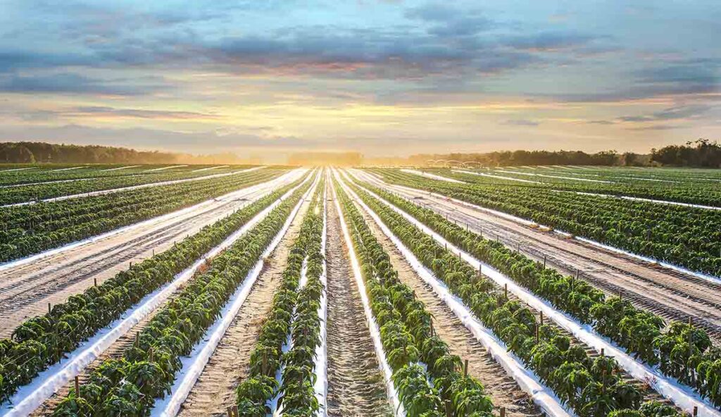 The Role of Pomology in Georgia's Agriculture The Role of Pomology in Georgia's Agriculture