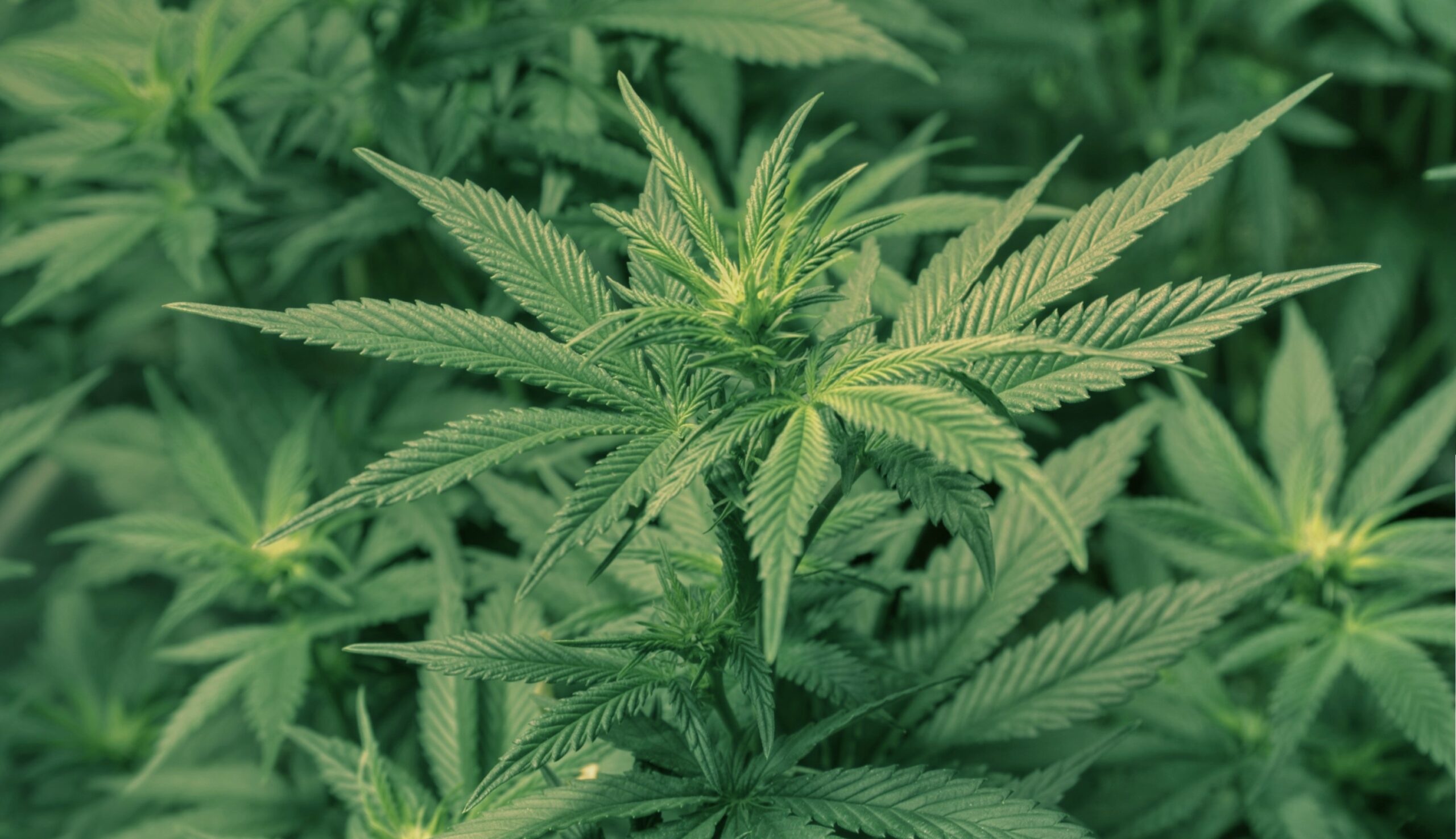 is weed legal in georgia