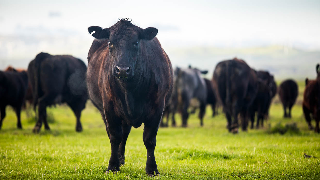 what is the most popular beef cattle in georgia