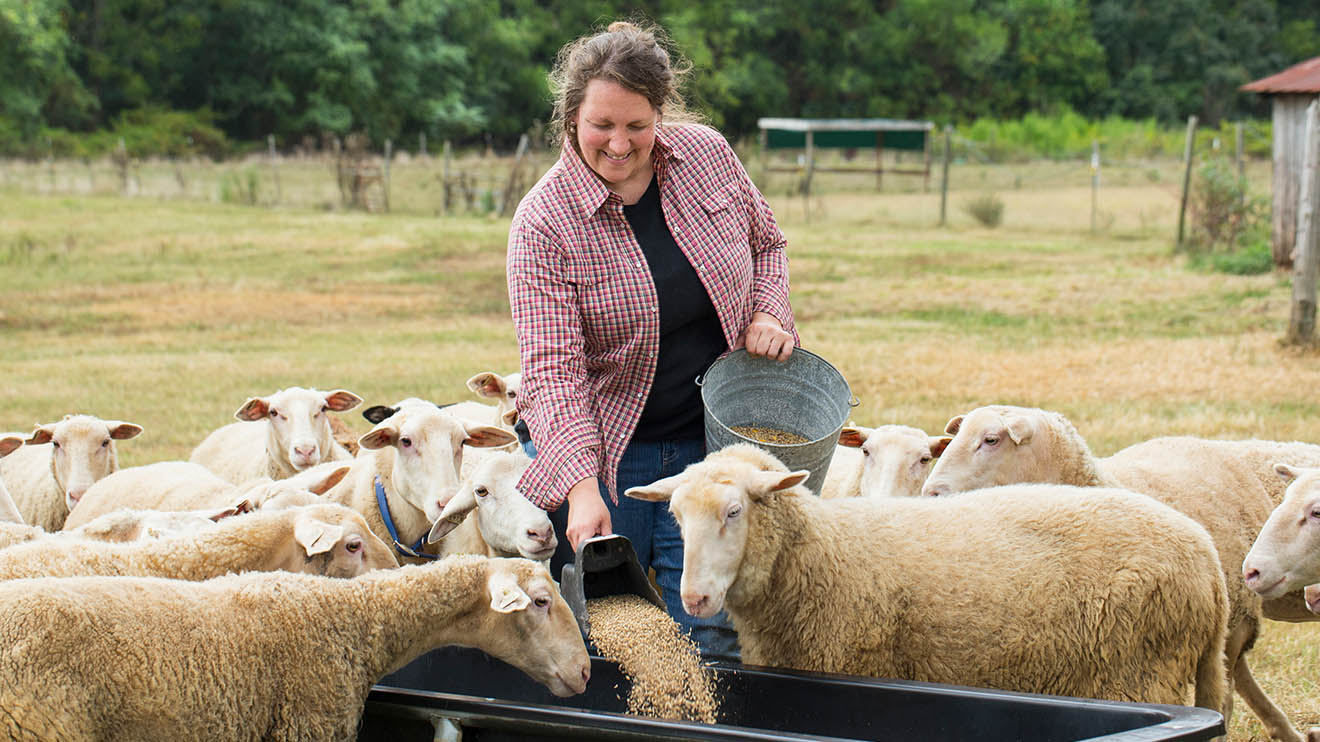 what is the most popular sheep breed in georgia.
