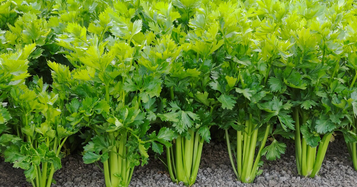 how far did celery travel to georgia