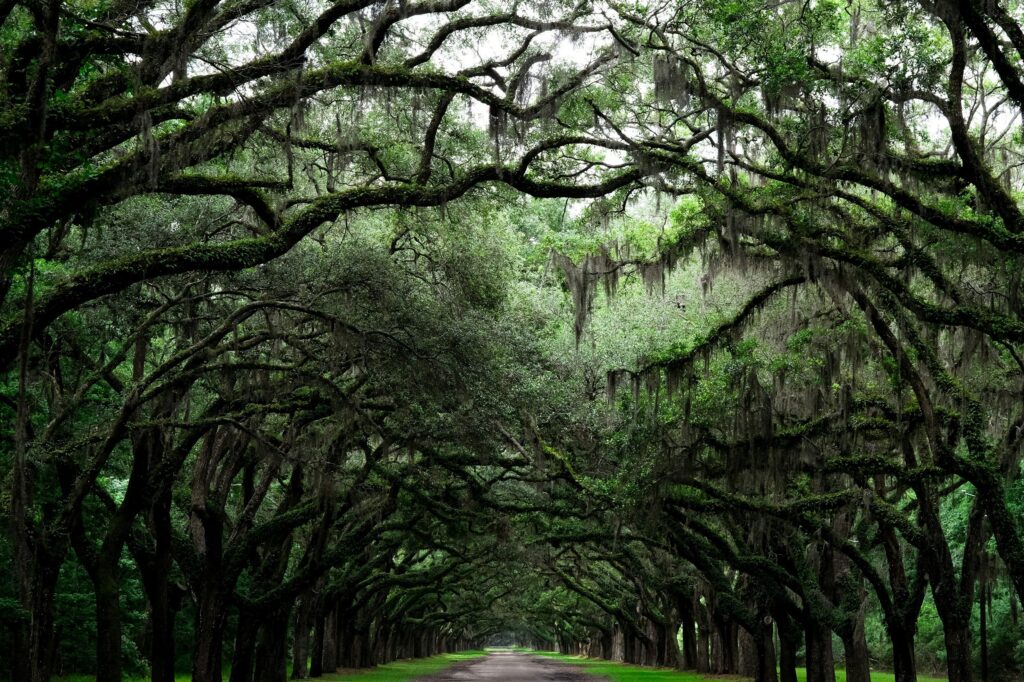 Savannah – The Jewel of the South Savannah – The Jewel of the South