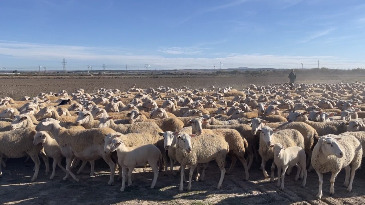 Sheep Farming in Georgia