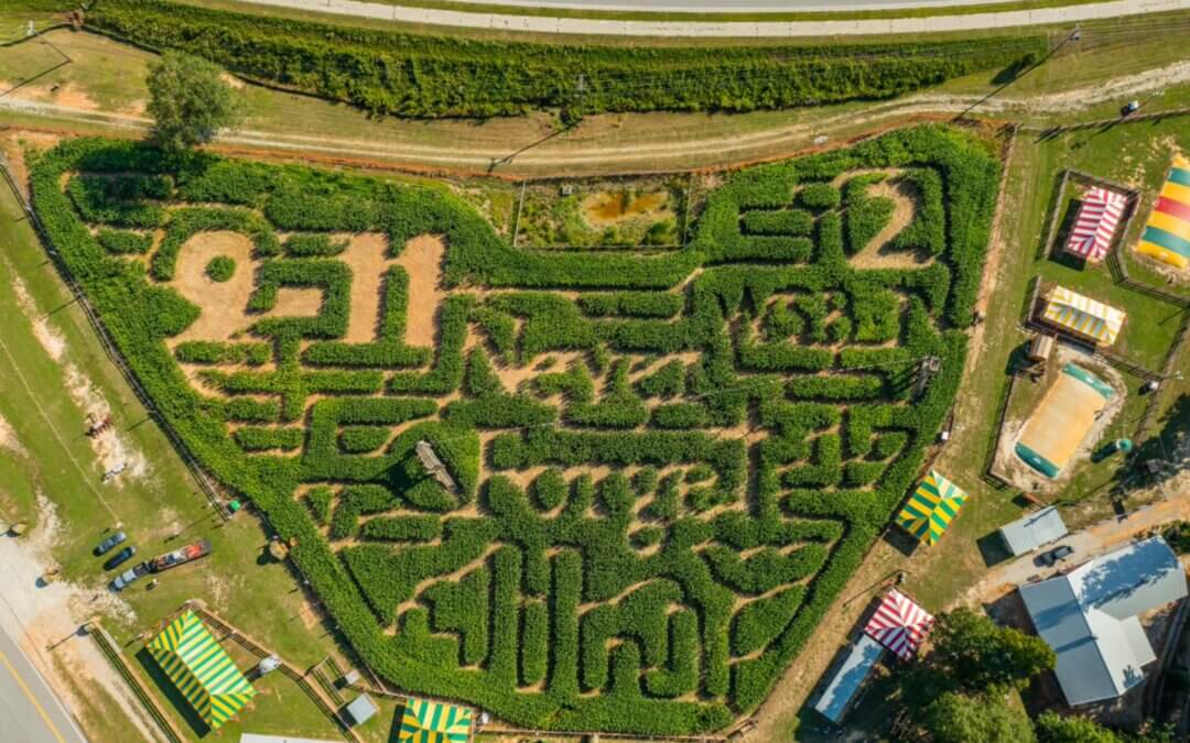 buford corn maze