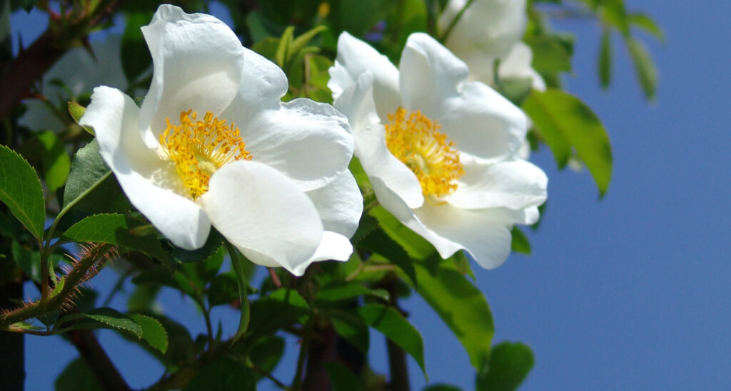 The State Flower of Georgia: Cherokee Rose The State Flower of Georgia: Cherokee Rose